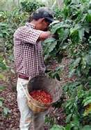Picking Coffee Beans