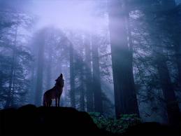 Lone Wolf